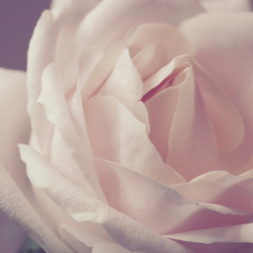 Άγριο τριαντάφυλλο, ένας αναπάντεχος θησαυρός ομορφιάς